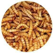 Mealworms ? Mealworms ?