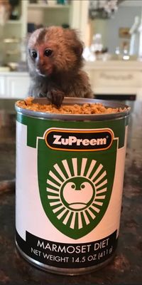 Marmoset Canned Diet ?