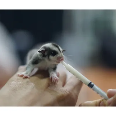 Milk Replacer
