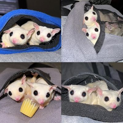 Bonding Pouch