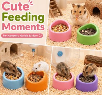 Food/ Water Bowl