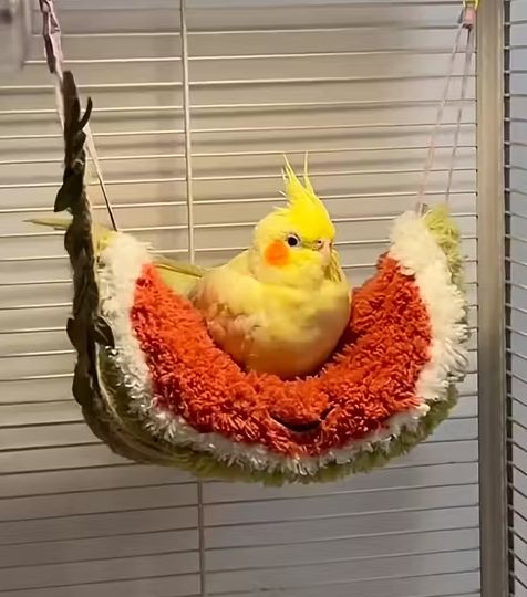 Banana or Watermelon Swing