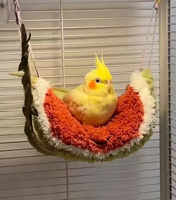 Banana or Watermelon Swing