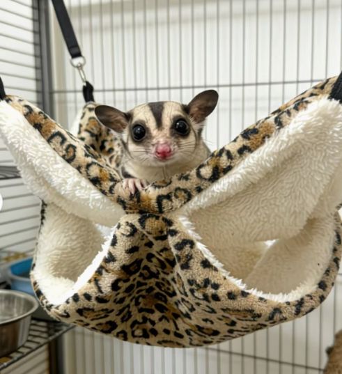Leopard Print Hammock