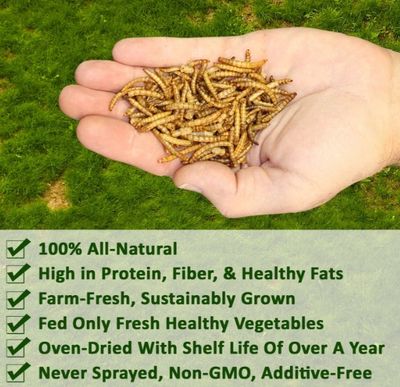 Mealworm Pies or Sunflower Seeds & Mealworm Pies