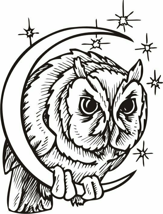El búho en la luna
