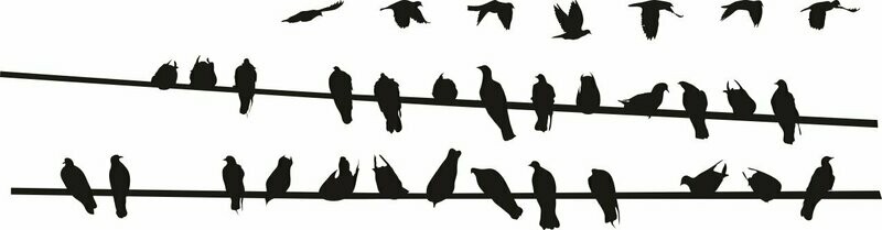 Pájaros sobre un cable