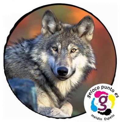 Lobo solitario