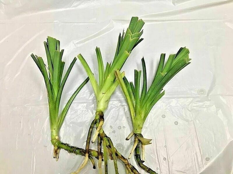 3 live rhizome Pandan fragrant Leaves Pandanus amaryllifolius Rooted live Plant