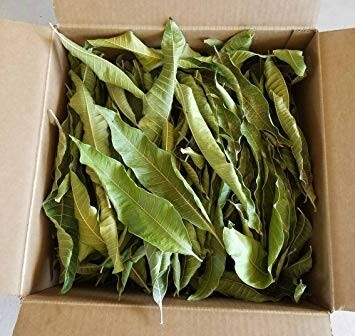 Dried dry Organic Mango Leaves and mango leave Powder Mangifera indica leaf