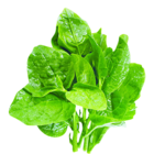 palak