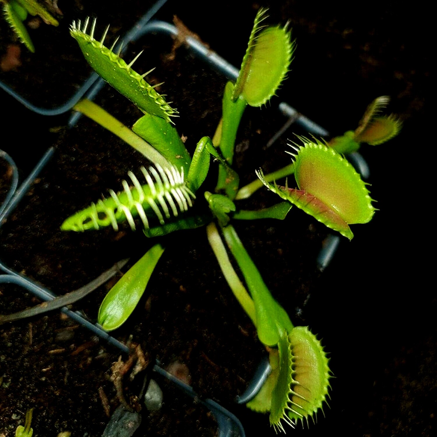 petplanet　トプスぺ品　フォトフレーム win 2gether Two Venus Flytraps- Venus Two Pack