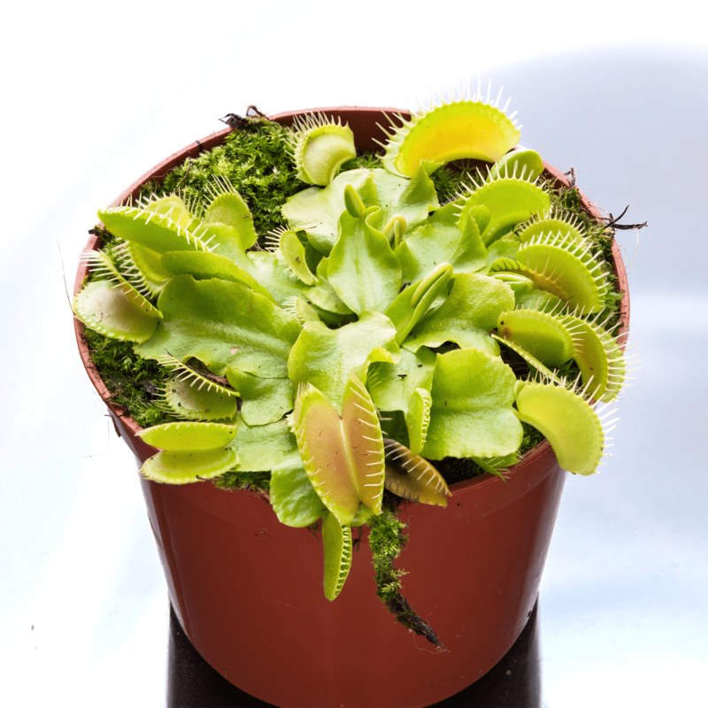 Bizarre House Plants- Venus Flytrap Bug Eating Flower - 2 inch