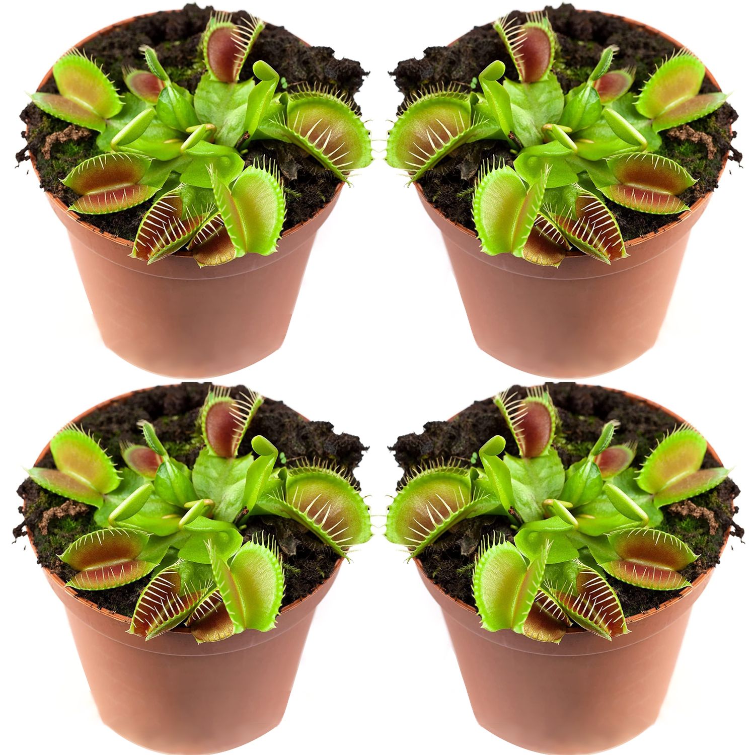 Venus Flytrap Four Pack