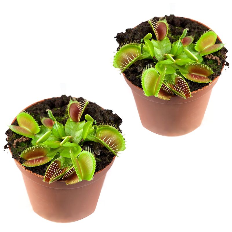 Two Venus Flytraps- Venus Two Pack