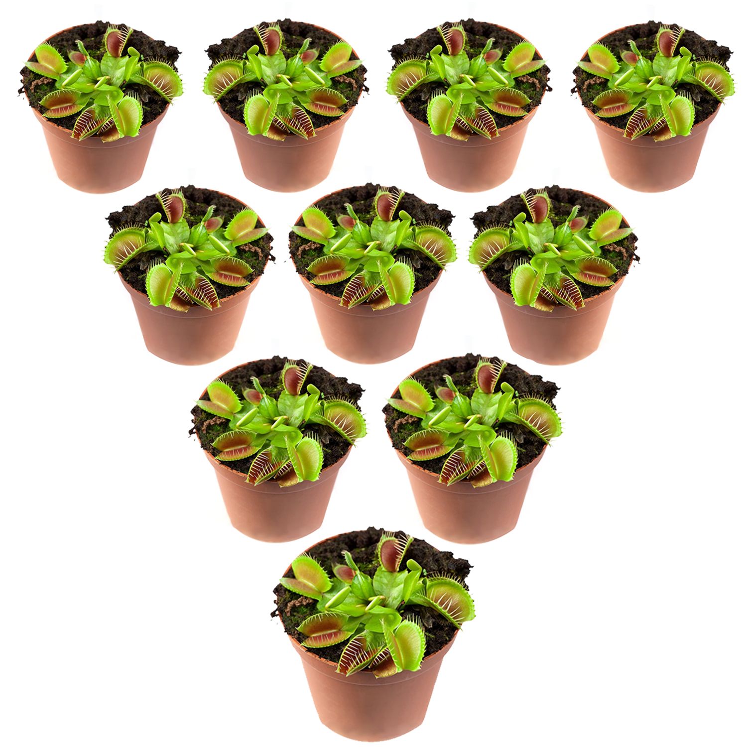 Venus 10 Pack- Dionaea Muscipula- Venus Flytrap