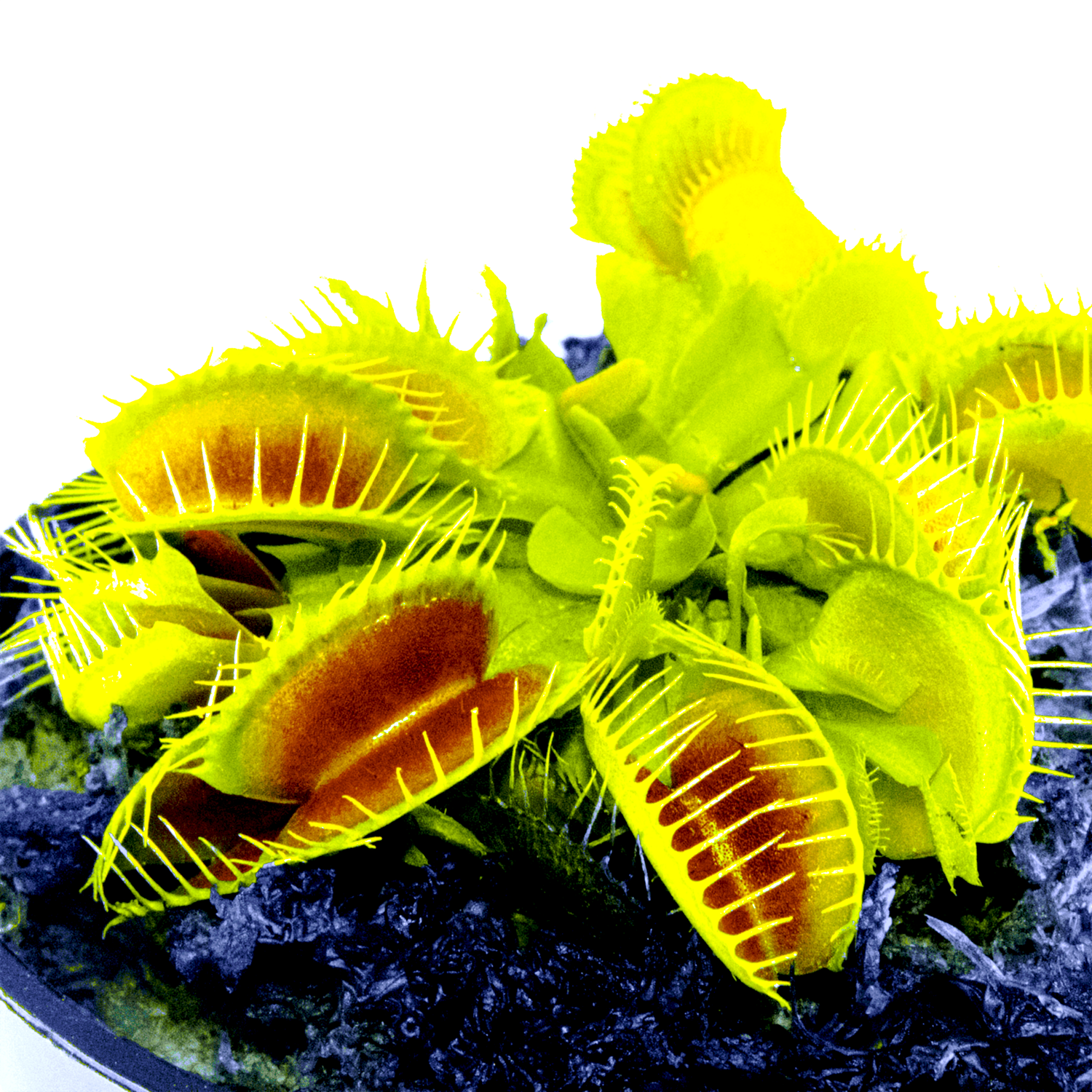 Big Mouth Venus Flytrap - Red Traps in Proper Conditions