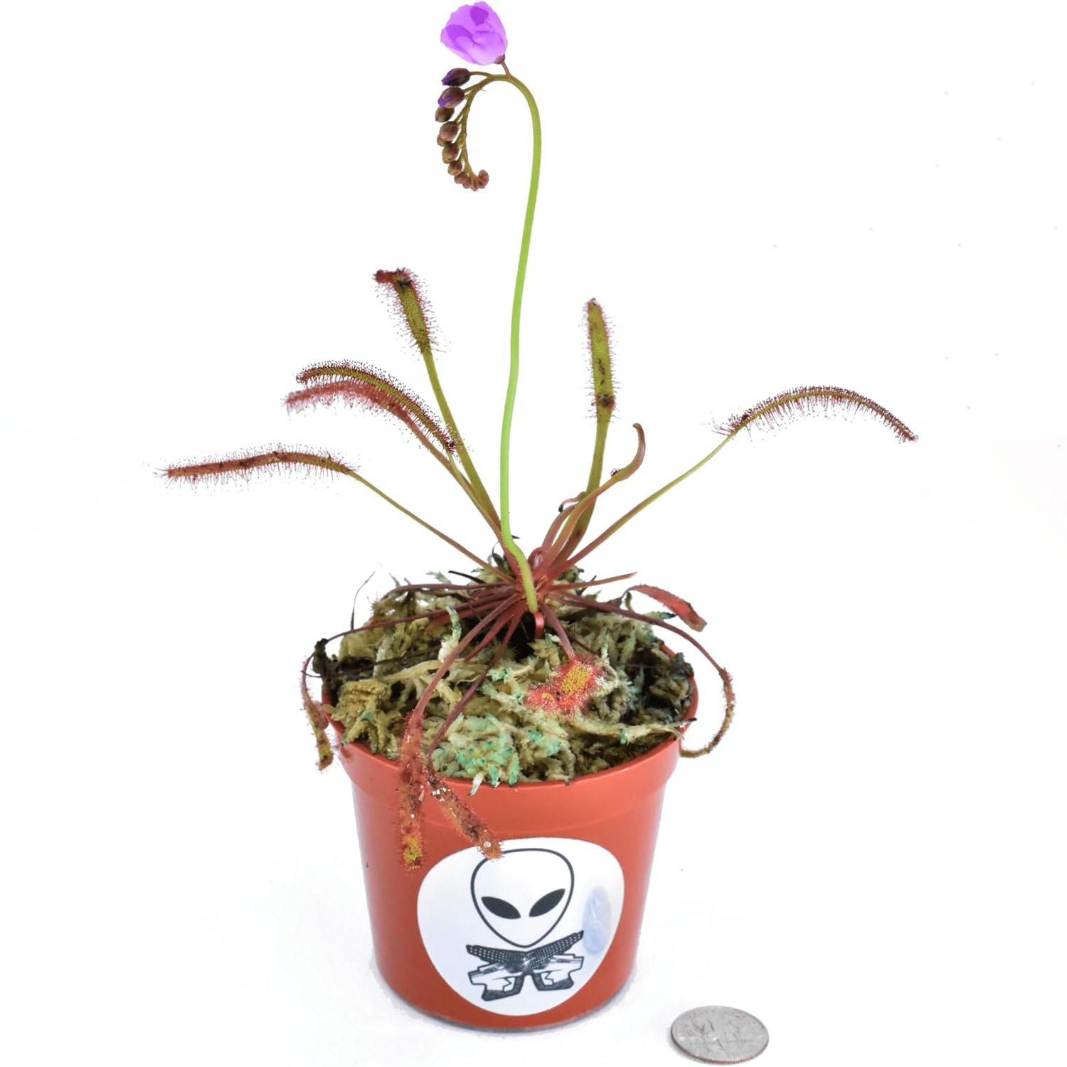 Sundew Capensis- Drosera Cape Live Plant