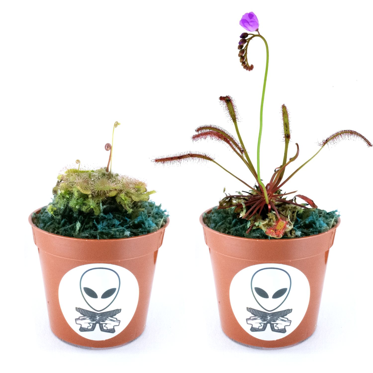Cape Sundew with Spoonleaf Sundew