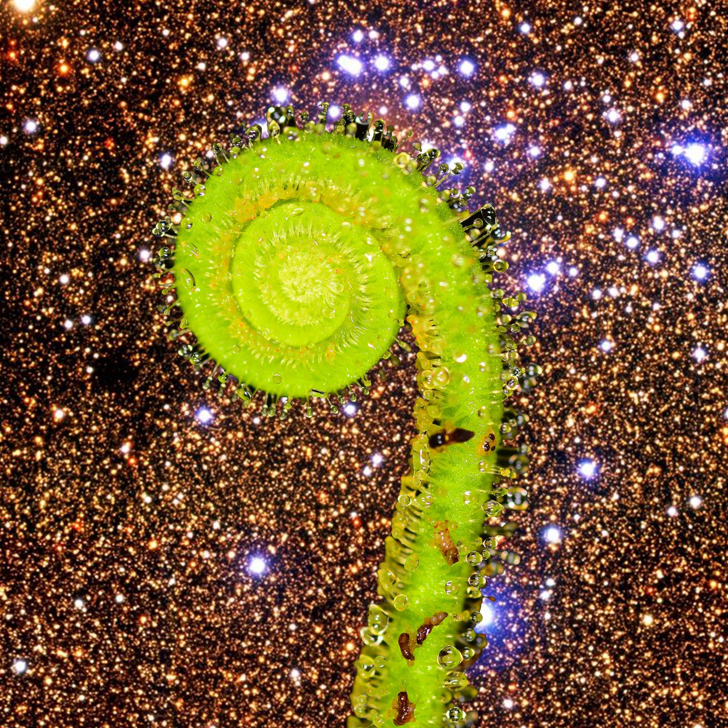 Sundew Filiformis