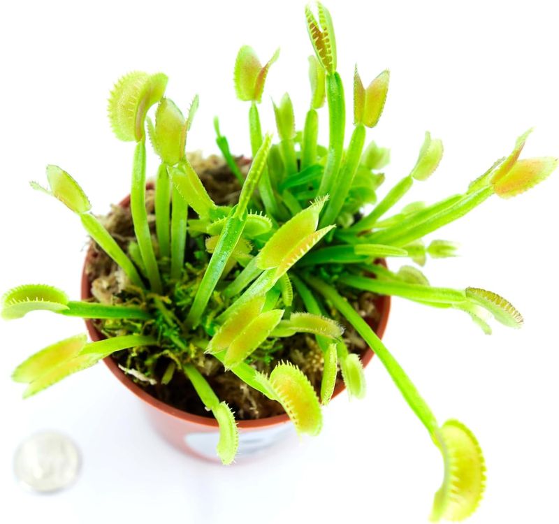 Venus Flytraps