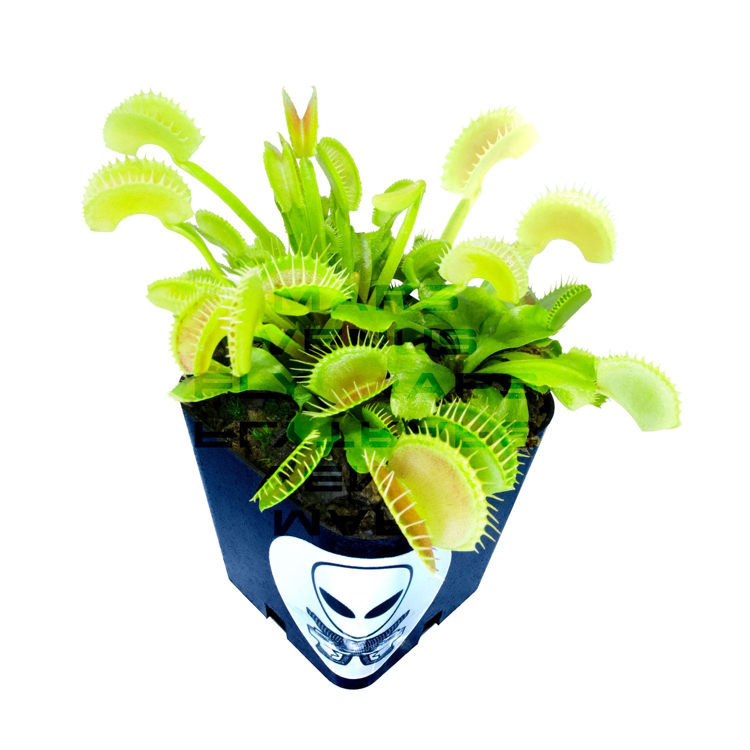 Event Horizon- Three Venus Flytraps Three Different Breeds
