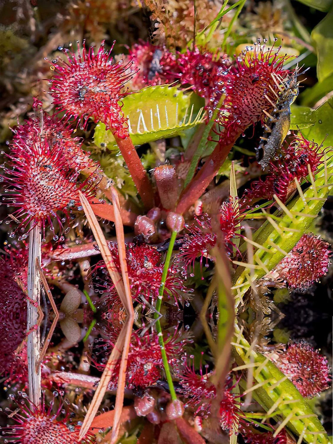 Sundew Flytrap Drosera Arrangement