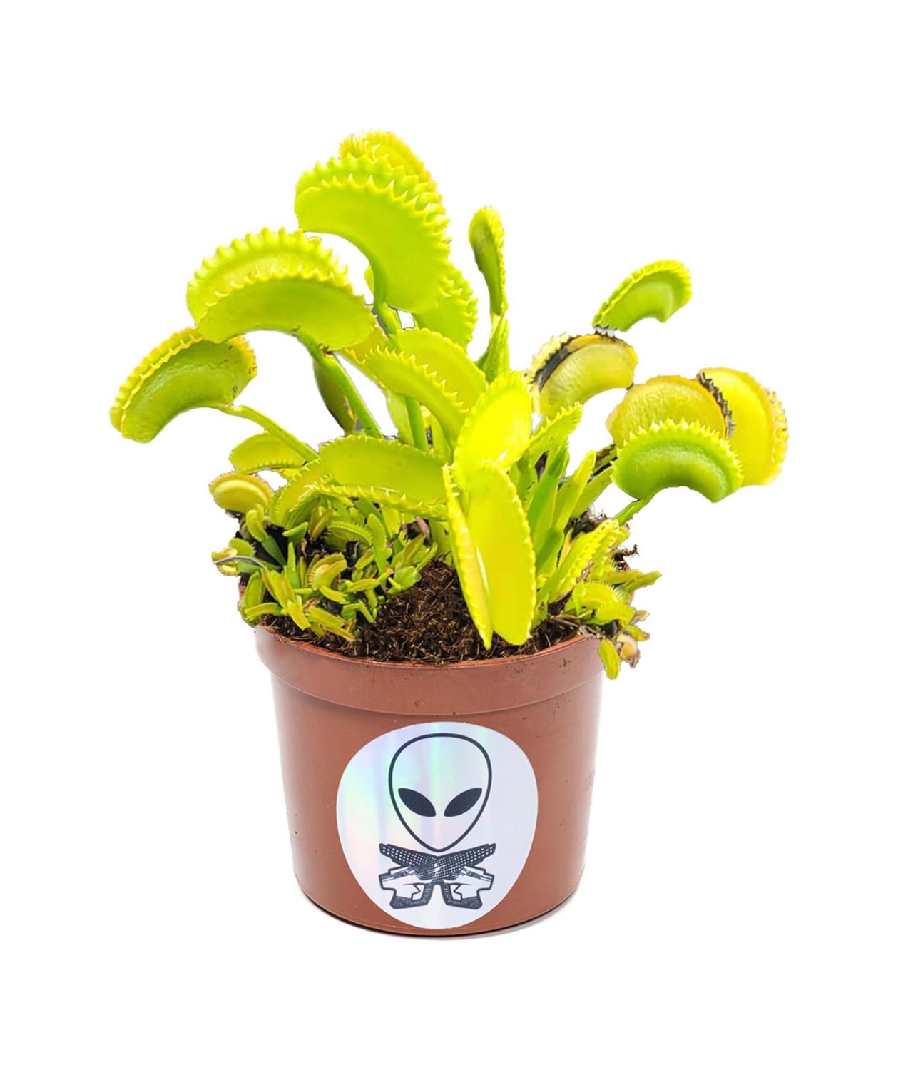 Venus Flytrap- Ultimate- Bug Eating Flower- Phenomenon