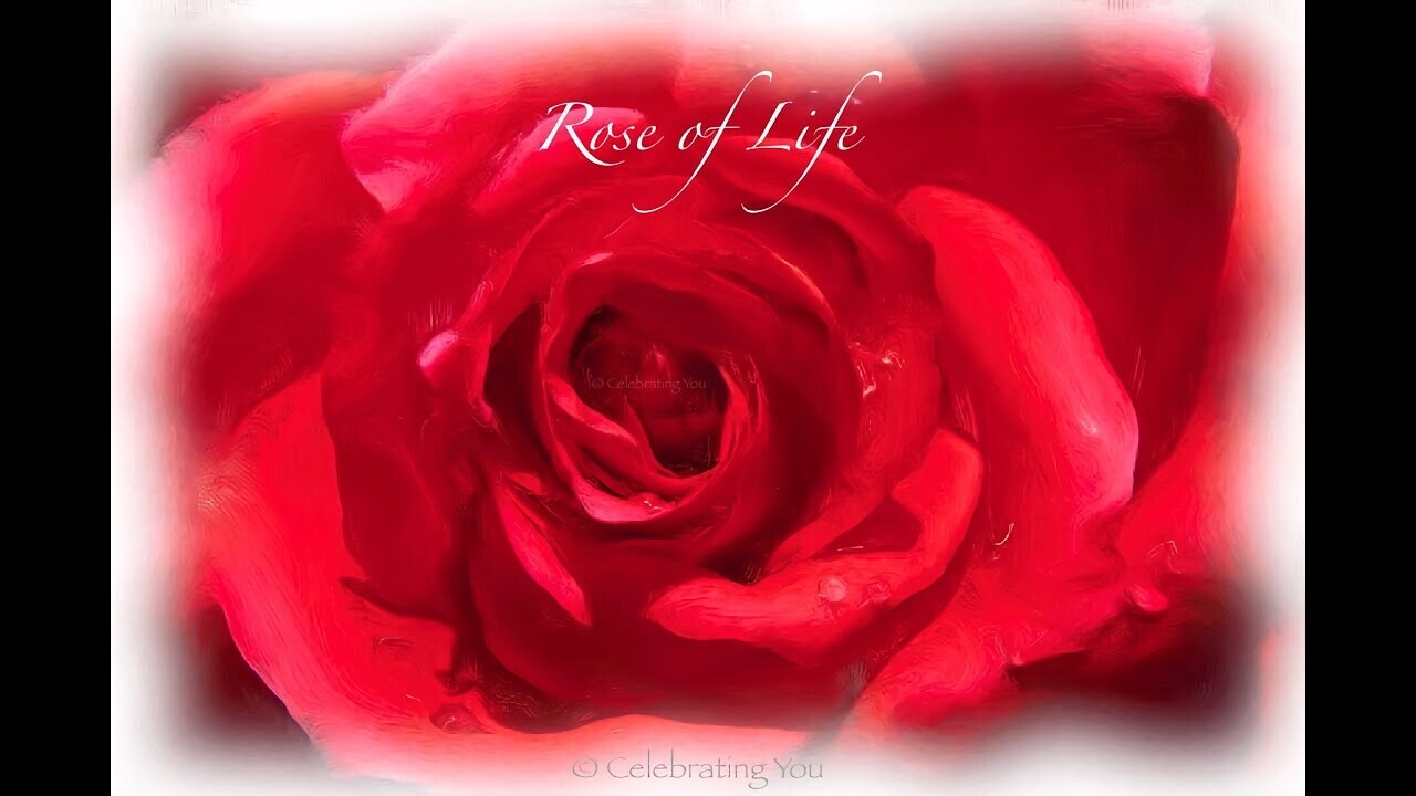Celebrating You International Premieres: ‘ Rose of Life ‘  | New Music Single