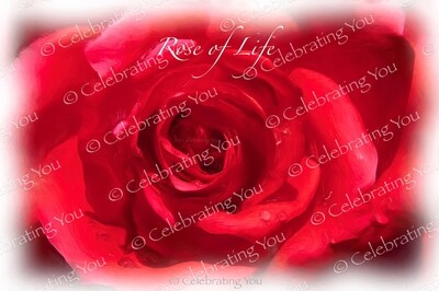 Celebrating You International Premieres:
‘ Rose of Life ‘ | New Music Single