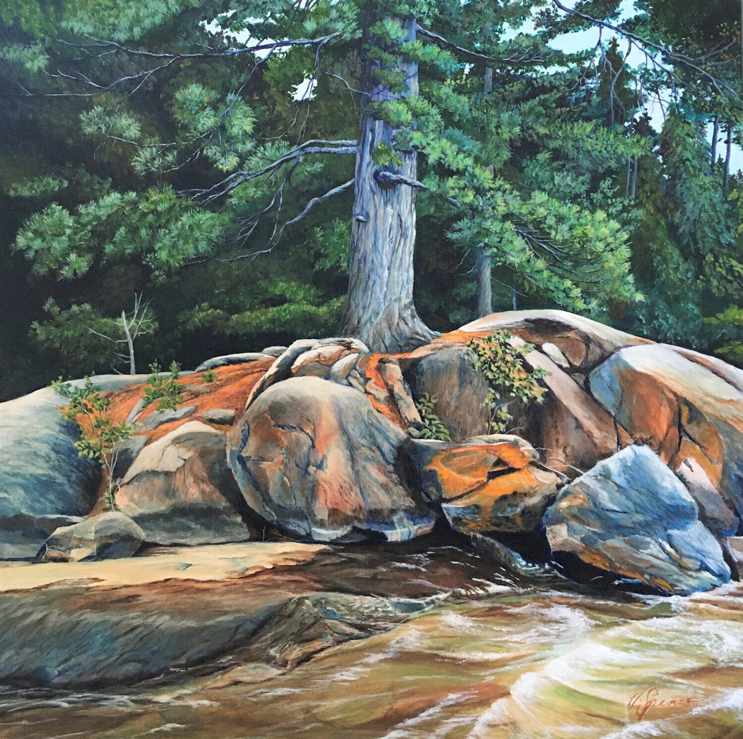 Lone Pine on Granite Shore, Print Matted & Signed