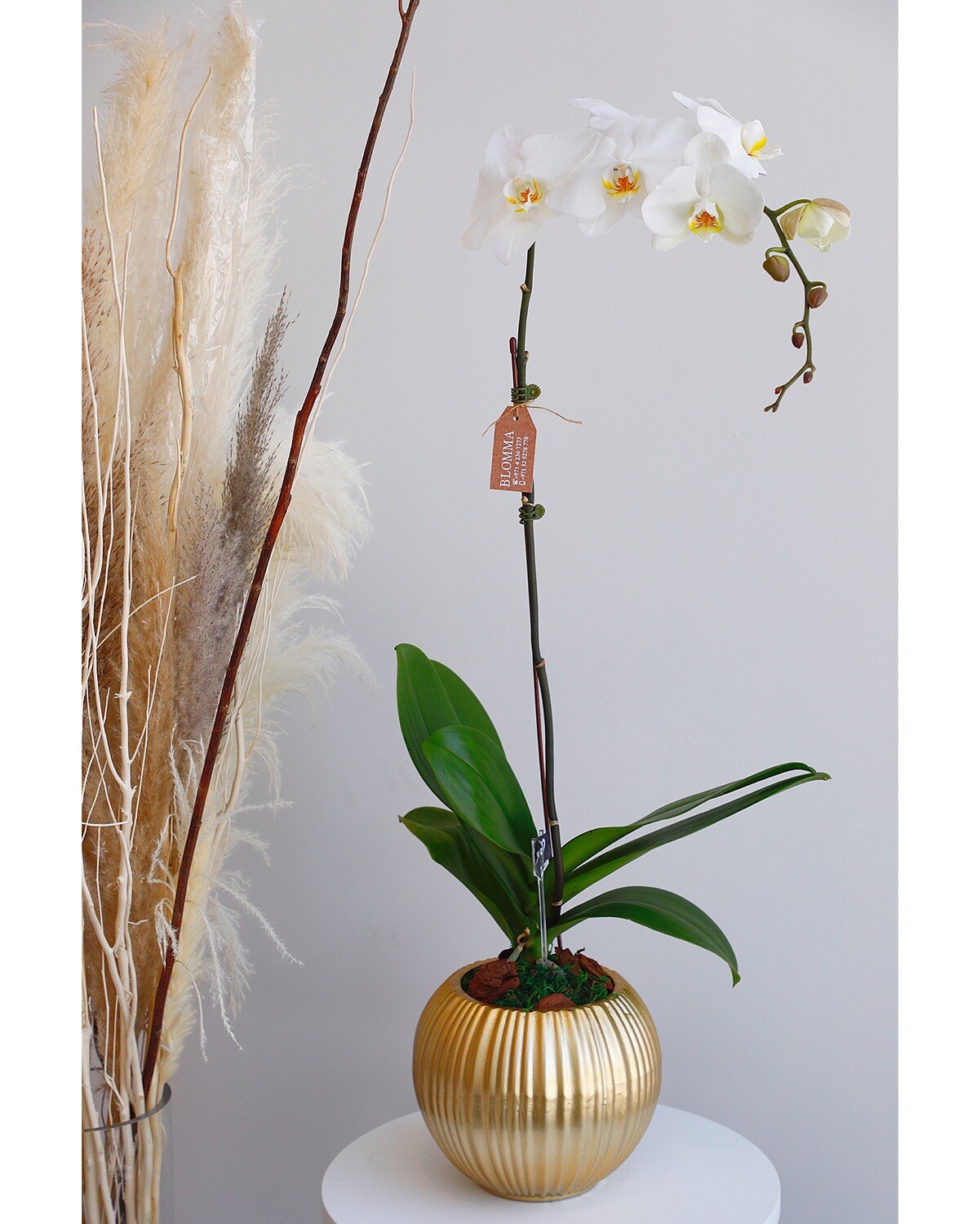 Phalaenopsis White With Gold Vase