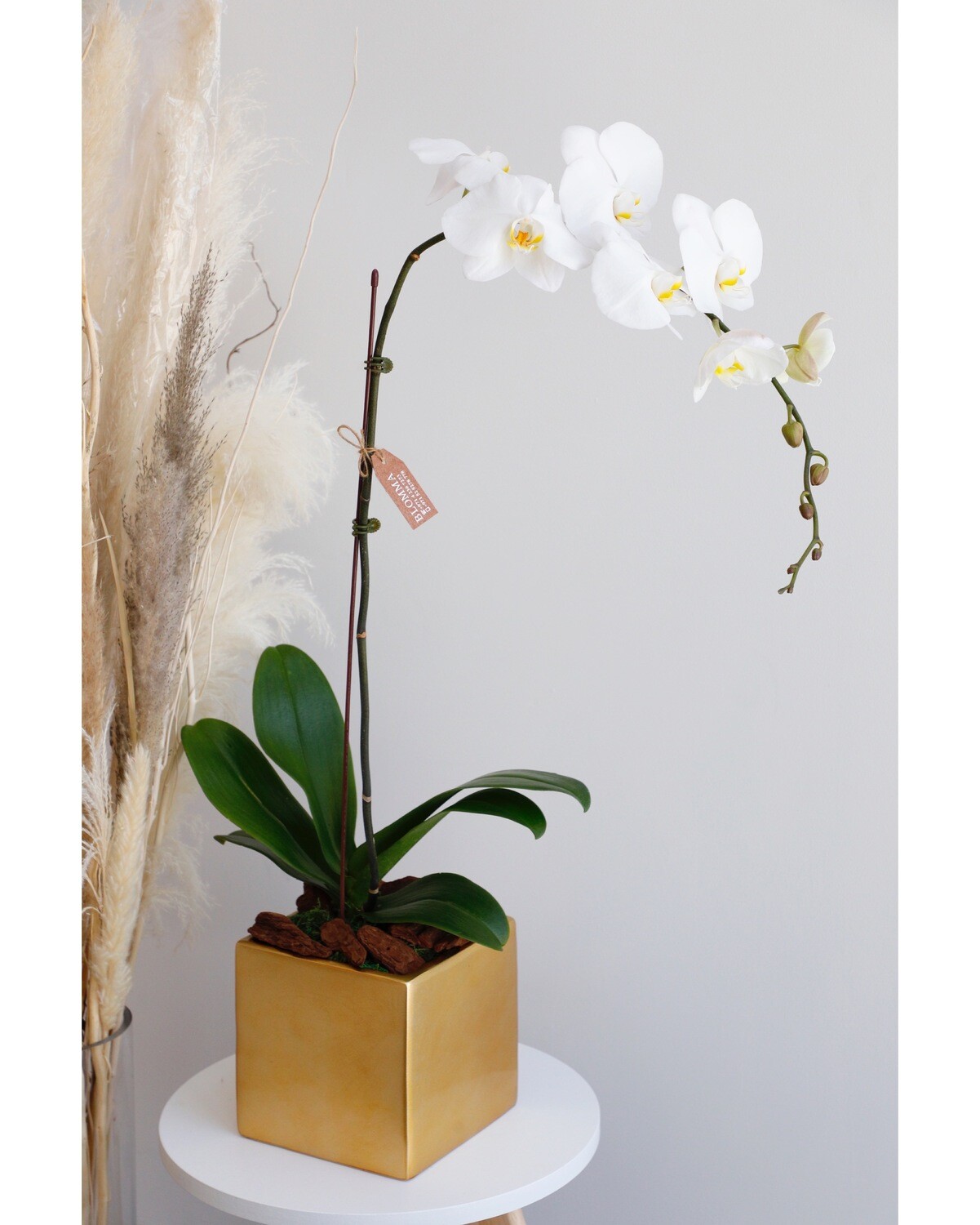 Phalaenopsis White With Gold Vase