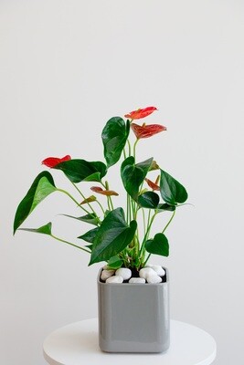 Anthurium With Vase