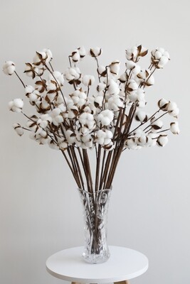Dry Cotton Flowers With Glass Vase
