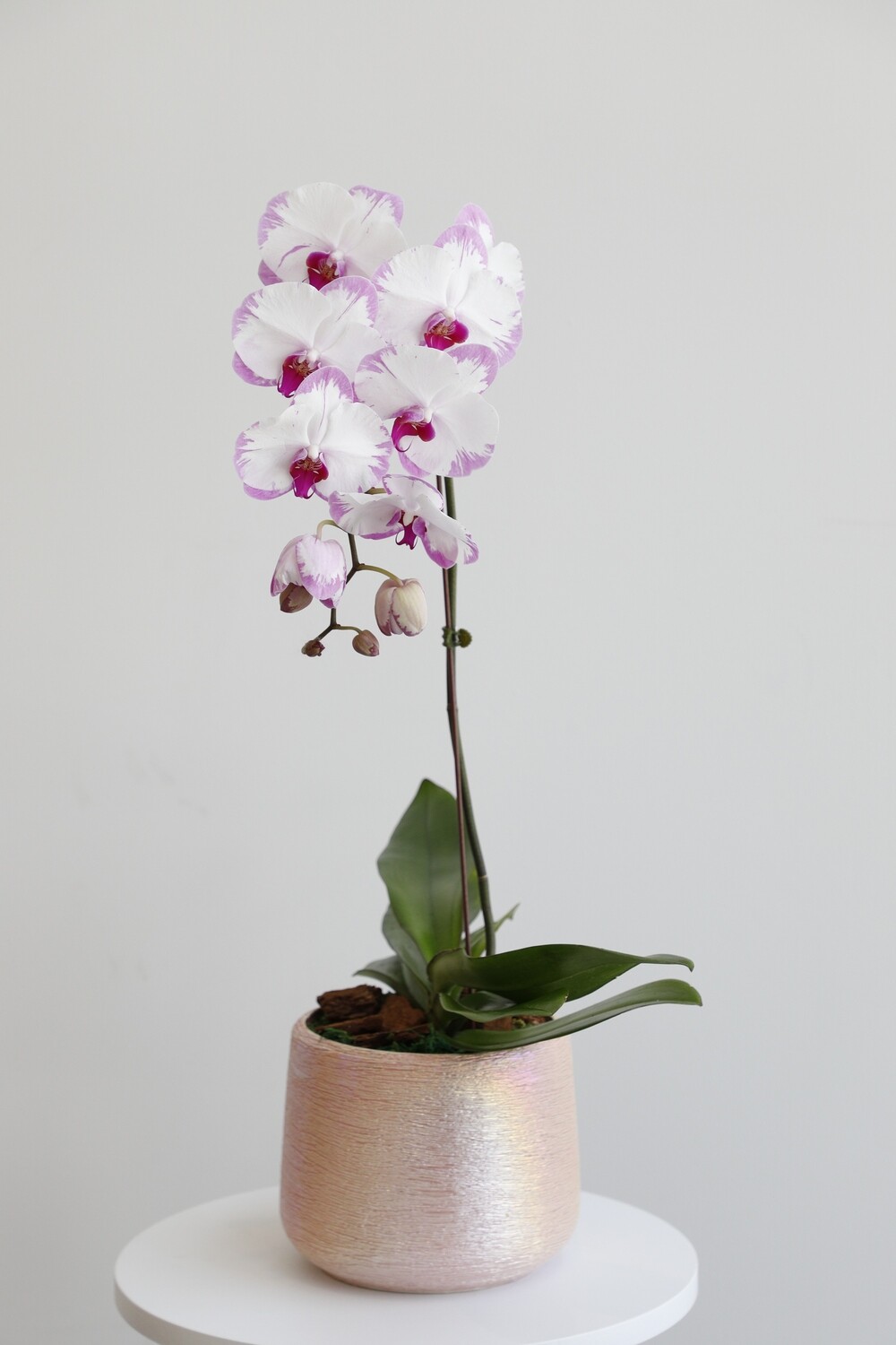 Phalaenopsis With Pink Vase