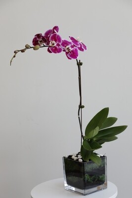 Phalaenopsis Purple With Square glass