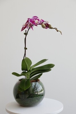 Phalaenopsis Purple With Circle Glass