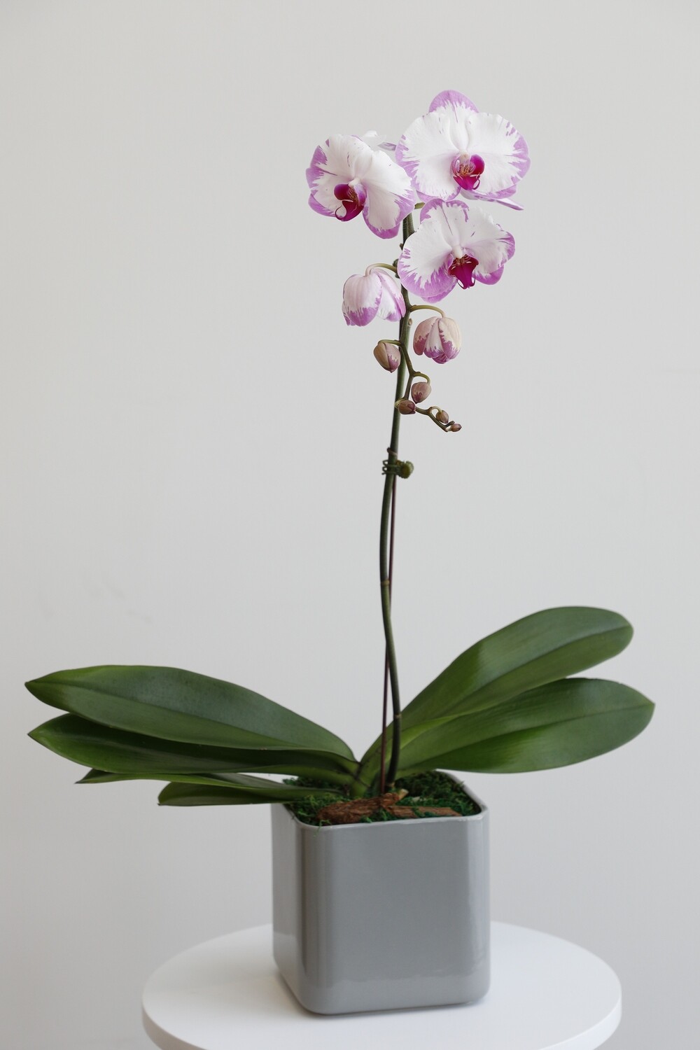 Phalaenopsis Pink With Gray Square Vase