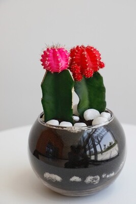 Cactus With Circle Glass Vase (18cx10cm)