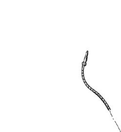 Electrodo de encendido S 3002, 47 cm + tornillo
