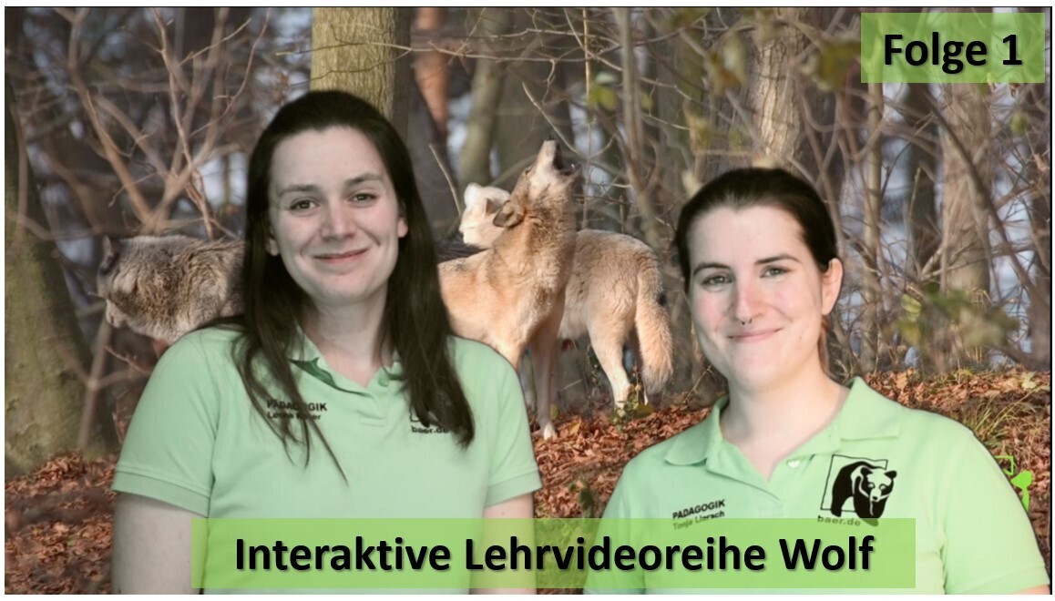 Interaktive Lehrvideoreihe Wolf Folge 1-Geschichte der Wölfe in Deutschland