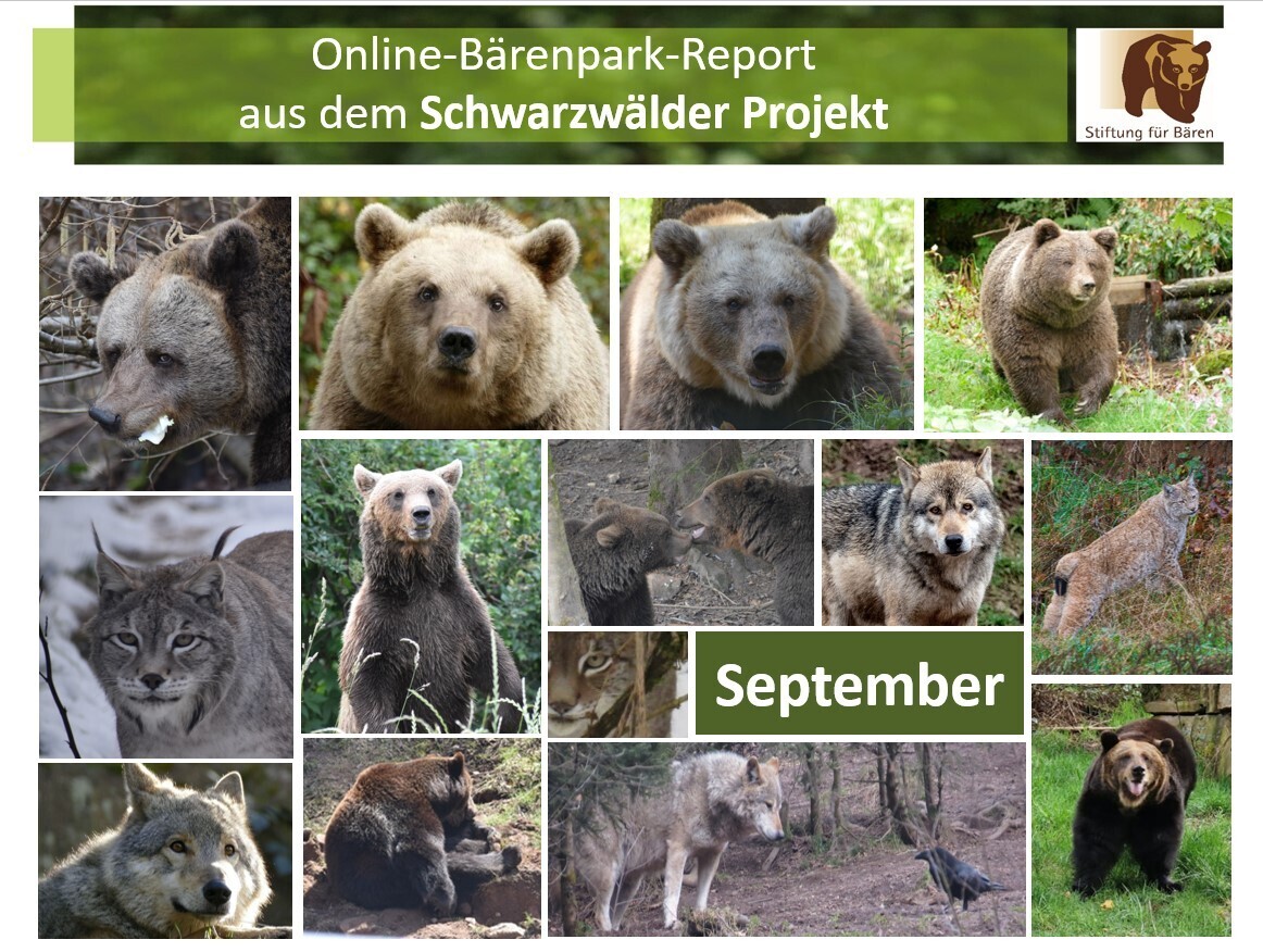 07.10.2023 Bärenpark-Report: September im Schwarzwälder Projekt