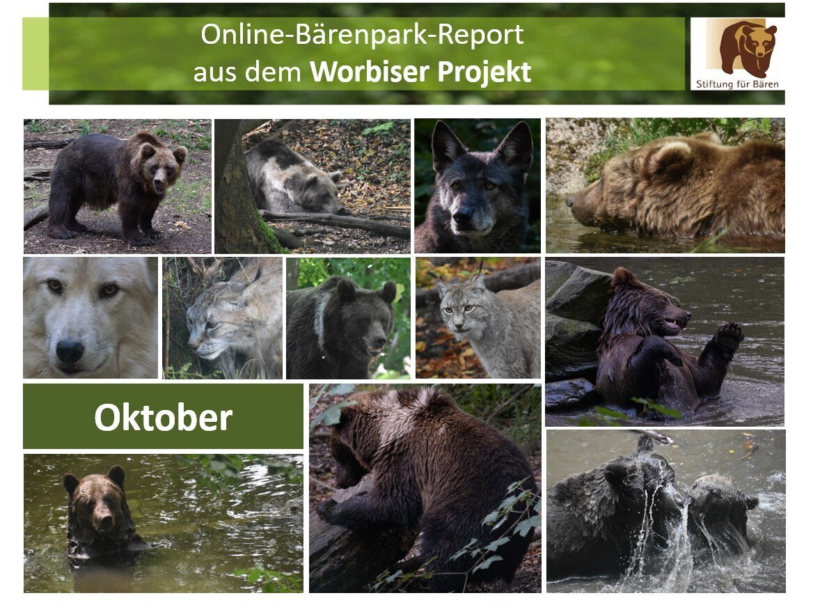 04.11.2023 Bärenpark-Report: Oktober im Worbiser Projekt