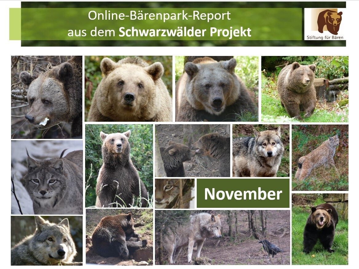 02.12.2023 Bärenpark-Report: November im Schwarzwälder Projekt