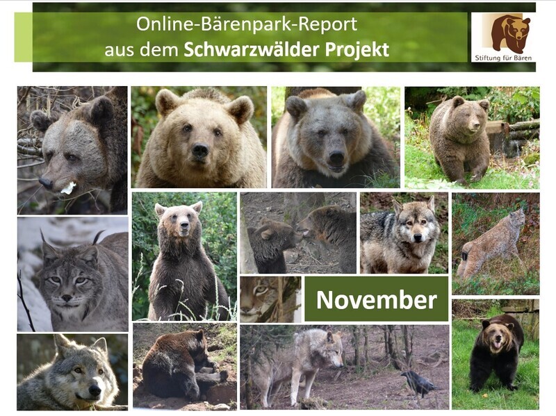 02.12.2023 Bärenpark-Report: November im Schwarzwälder Projekt