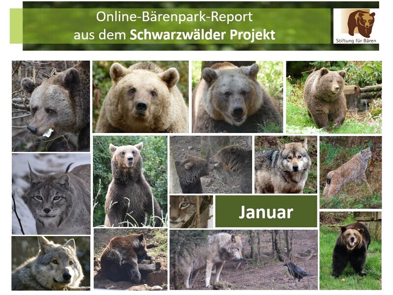 03.02.2024 Bärenpark-Report: Januar im Schwarzwälder Projekt