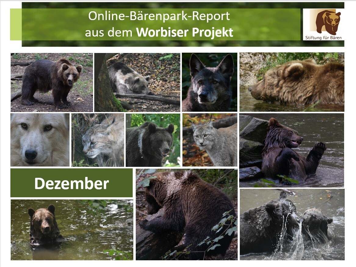 30.12.2023 Bärenpark-Report: Dezember im Worbiser Projekt