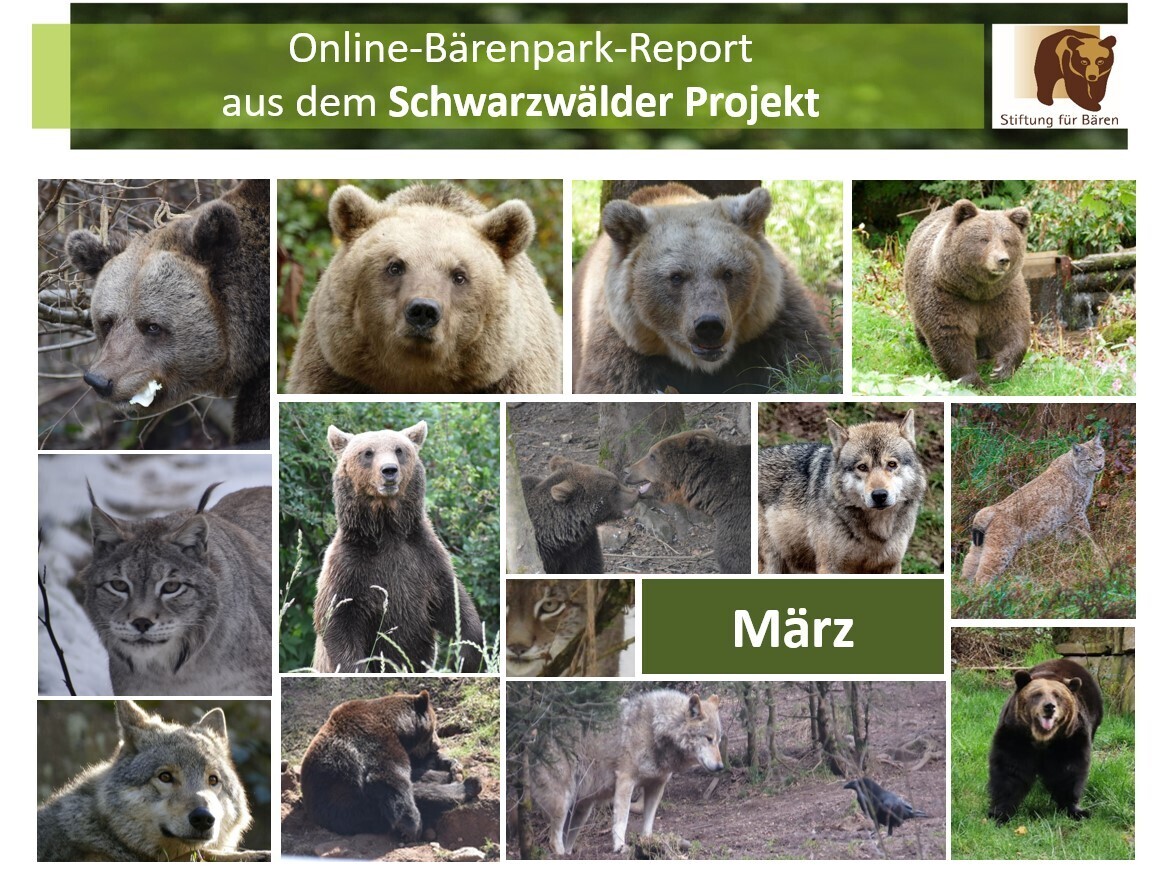 30.03.24 Bärenpark-Report: März im Schwarzwälder Projekt