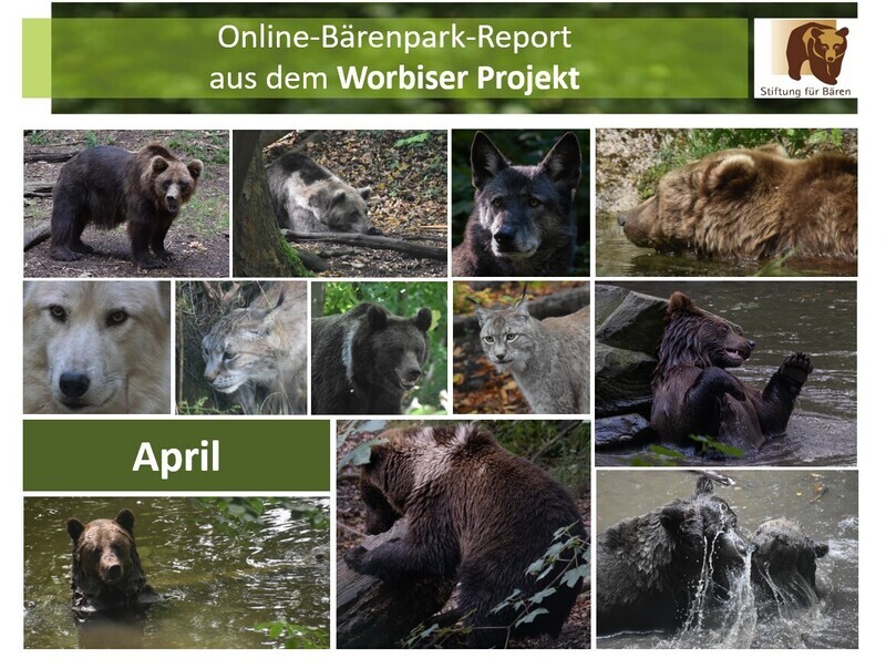 27.04.2024 Bärenpark-Report: April im Worbiser Projekt